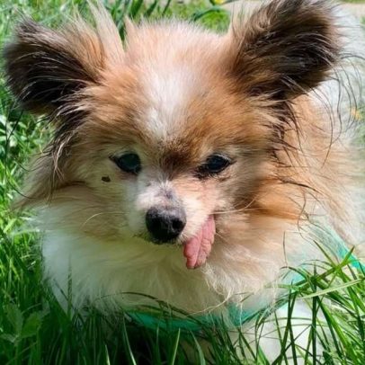 Cão de 31 anos, o mais velho do mundo, é adotado após a morte da tutora