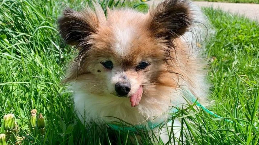 Lazare superou a expectativa de vida de 15 anos da sua raça e agora aguarda pelo reconhecimento como o cão mais velho do mundo