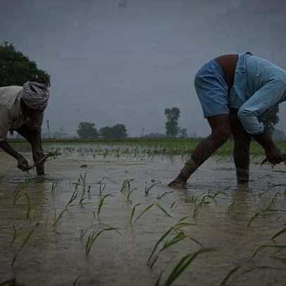 Estudo mostra que sementes percebem chuva antes da germinação