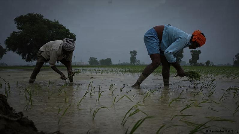 Vibrações das gotas podem servir de sinal de alerta e acelerar crescimento das plantas. Pesquisa ...