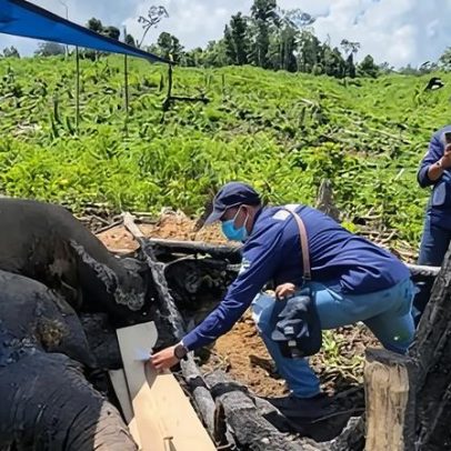 O que mata os elefantes de Sumatra? A batalha para salvar um dos raros animais