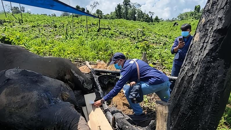 The death of a mother and calf in the Indonesian province of Bengkulu is still being investigated.