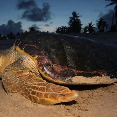 Conheça alguns dos animais mais lentos do planeta