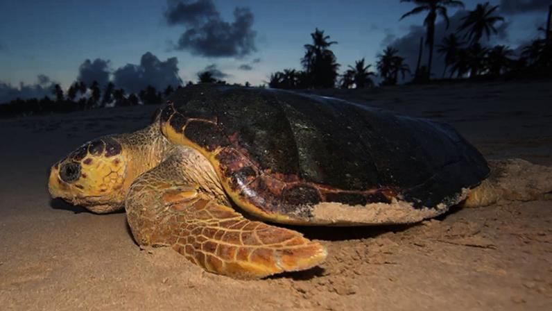 Conheça alguns dos animais mais lentos do planeta