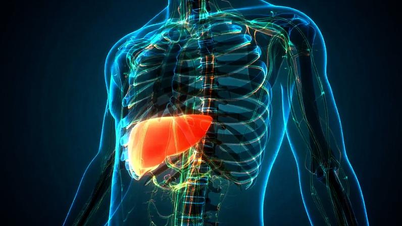 Excesso de gorduras saturadas e ultraprocessadas pode levar ao acúmulo de gordura no fígado, prejudicando suas funções digestivas e metabólicas – depositphotos.com / magicmine