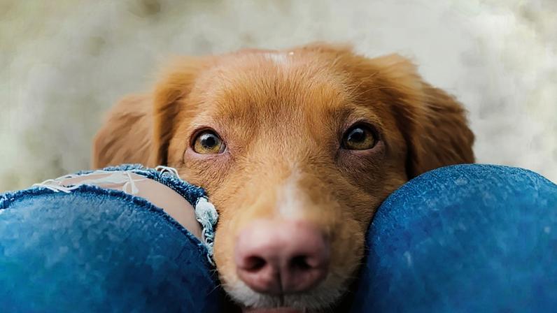 Como os cães enxergam: 7 curiosidades sobre a visão deles