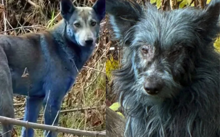 Mutação, Tinta ou IA? O mistério dos cães de pelo azul encontrados em Chernobyl intriga a ciência e ONGs de resgate