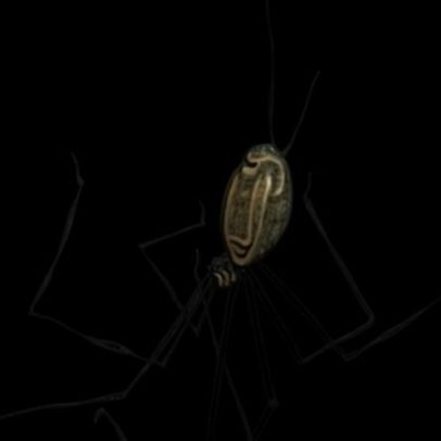 Quiz infantil aborda aranhas de pernas longas e dentes de cobras