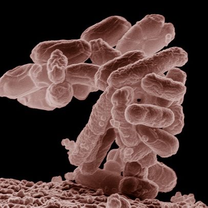 Cientistas permitem bactérias funcionarem com 19 aminoácidos em vez de 20