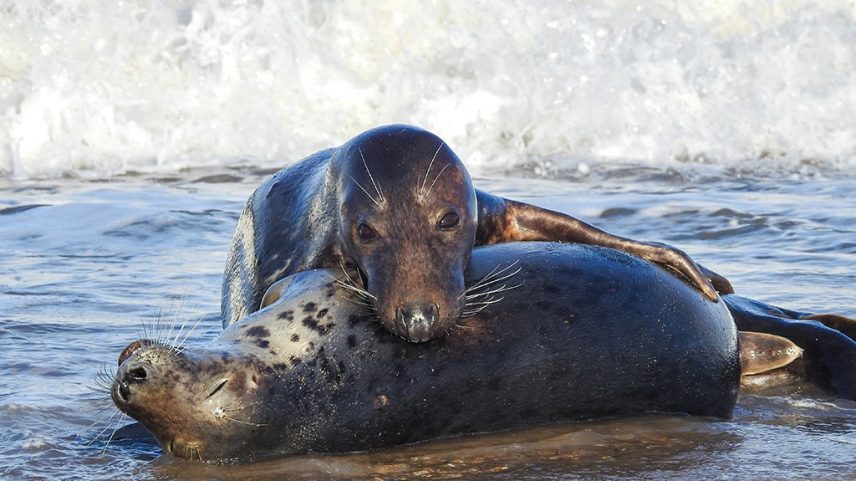 Duas focas cinzentas na água rasa da praia, uma deitada de lado com os olhos fechados e a outra apoiada sobre ela, olhando para frente, com uma onda branca ao fundo
