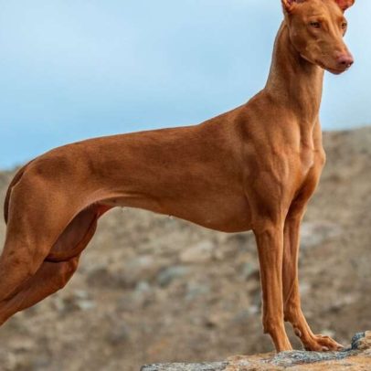Pharaoh hound: características e cuidados da raça