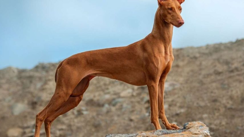 Características físicas e temperamento do pharaoh hound conquistam tutores