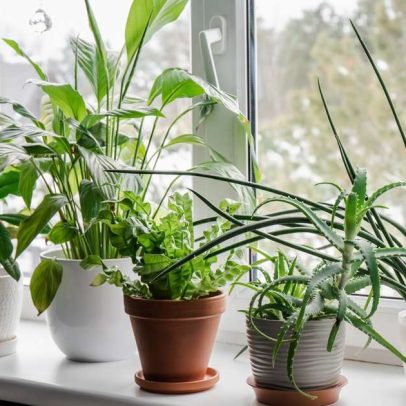 Planta que purifica o ar em casa e melhora a respiração