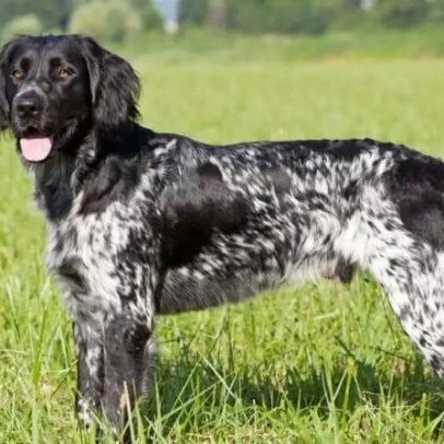 Grande Münsterländer: principais traços da raça canina