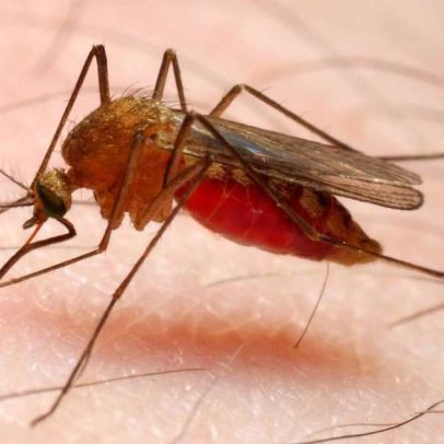 A malária e seu papel na evolução humana e no destino das civilizações