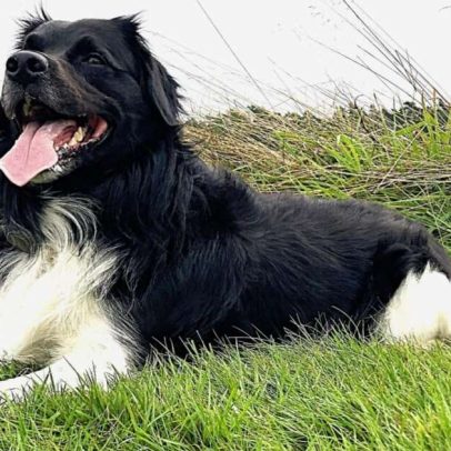 Stabyhoun: características da raça canina