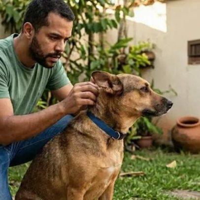 Carrapatos em pets podem representar risco maior do que parece