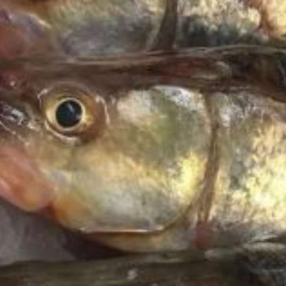 Peixe nordestino eleito entre os mais saudáveis do mundo