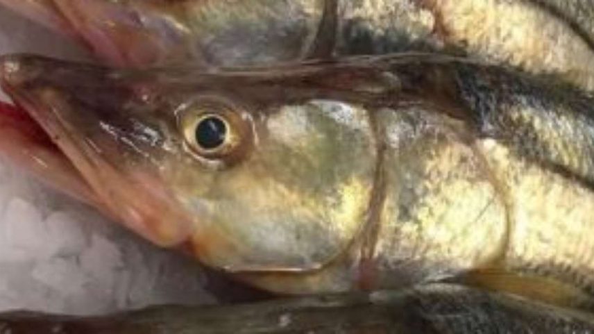 Peixe Robalo