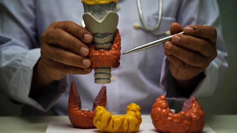 A tireoide funciona como uma espécie de “central reguladora” do organismo, influenciando diferentes funções essenciais do corpo por meio da produção hormonal
