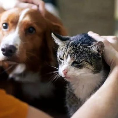 Lambedura excessiva e isolamento: sinais de ansiedade em cães e gatos