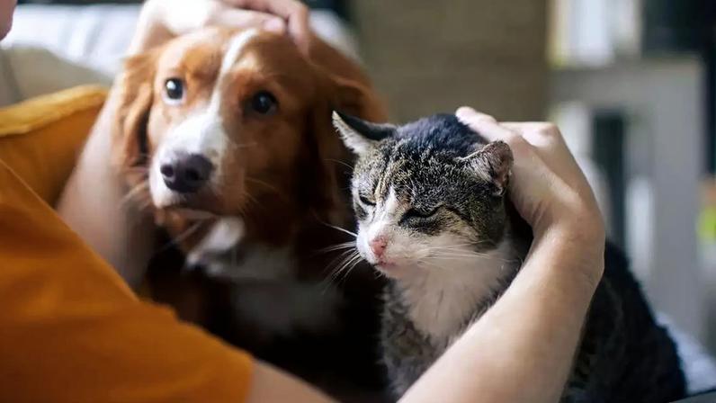Lambedura excessiva e isolamento: sinais de ansiedade em cães e gatos