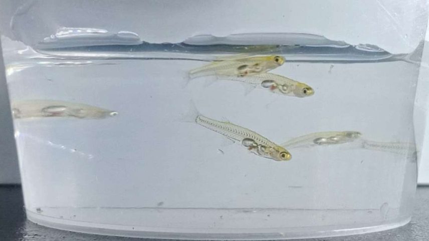 Pesquisadores identificaram um peixe minúsculo, com cerca de 12 mm, capaz de produzir sons acima de 140 decibéis. A intensidade equivale ao ruído percebido por alguém a 100 metros de um avião decolando, semelhante também ao barulho de um tiro ou de uma britadeira.