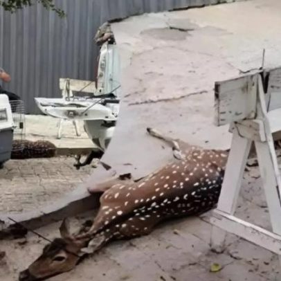 Veado que nadou pelo Guaíba saiu de Eldorado do Sul, diz polícia
