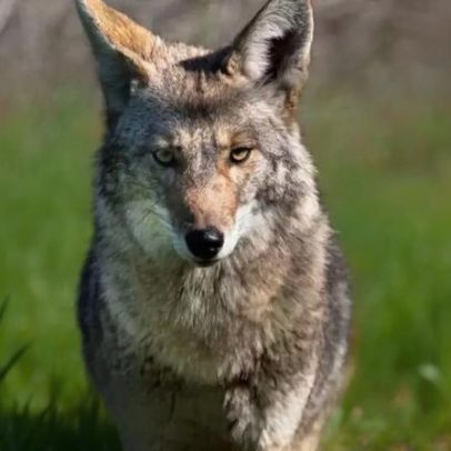 Coiotes: 7 curiosidades sobre esses animais