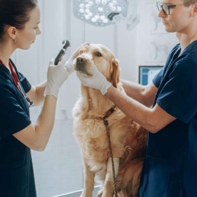 Aprenda a manter a saúde ocular do seu animal de estimação