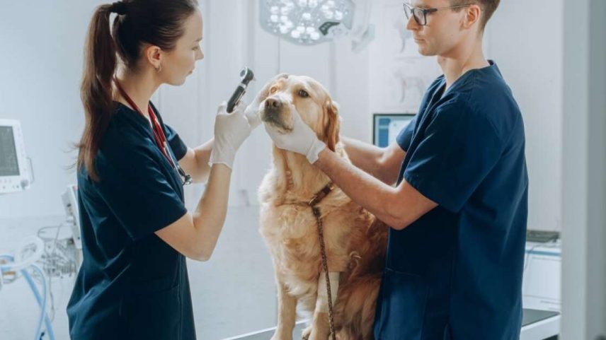 A oftalmologia veterinária tem ganhado destaque entre os cuidados com a saúde dos pets