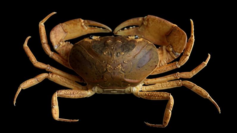 Caranguejo marrom-alaranjado com carapaça oval e oito pernas finas, além de duas pinças grandes e robustas, sobre fundo preto