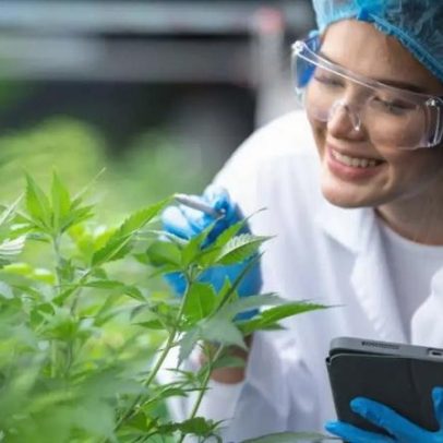 Cannabis medicinal amplia debate sobre indústria no Brasil