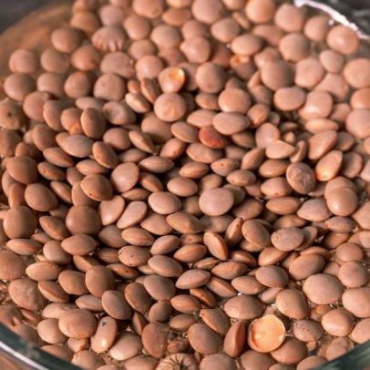Água de molho de feijões e lentilhas é recurso útil para plantas