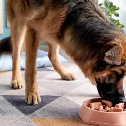 6 dicas para fazer o cachorro comer mais devagar