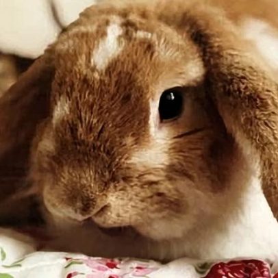 Tilly, o coelho que nos ensinou a criar uma família