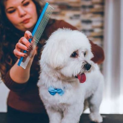 Item de cozinha resolve nós no pelo do cachorro