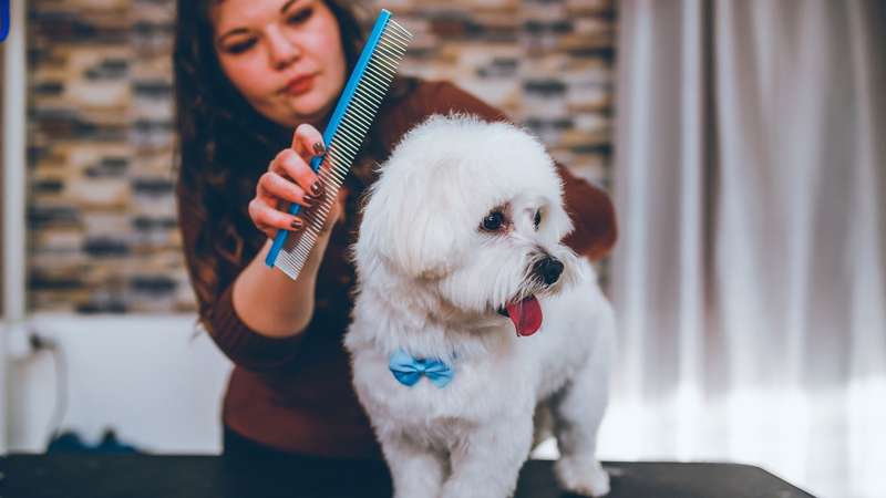Se aplicado com cuidado, o ingrediente não somente elimina os nós, como auxilia na higiene e ajuda a neutralizar o mau odor do cachorro