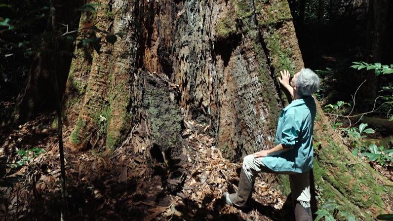 Garimpo é combatido a 1,5 km da Floresta das Árvores Gigantes, na Amazônia