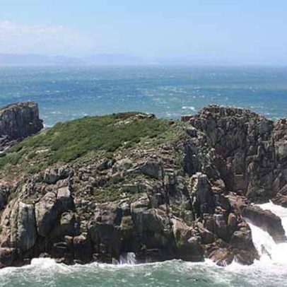 Mamífero raríssimo do mundo é encontrado em ilha brasileira