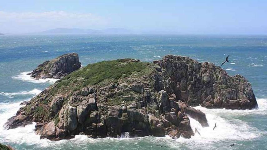Mamífero raríssimo do mundo é encontrado em ilha brasileira