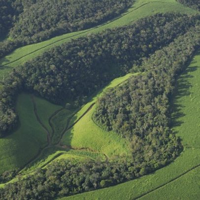 Desmatamento na Mata Atlântica em 2025 é o menor em 40 anos, diz fundação