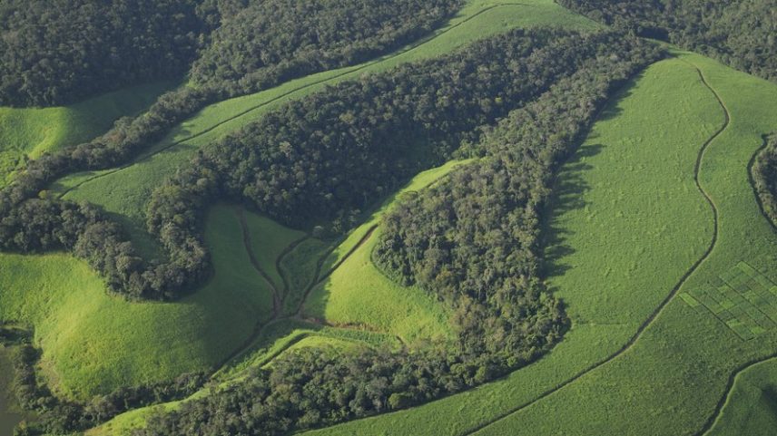 Plantação de cana-de-açúcar localizada na Mata Atlântica em Alagoas.