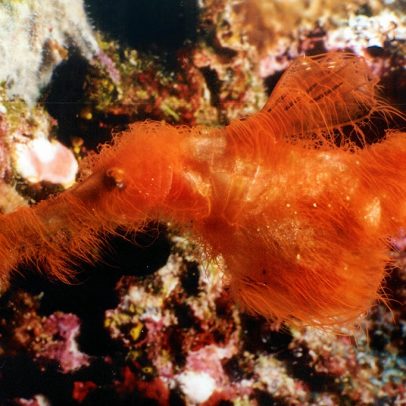 Peixe peludo ganha nome inspirado na Vila Sésamo
