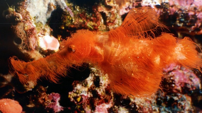 um peixe-cachimbo-fantasma peludo laranja (Teleostei: Solenostomidae), com corpo coberto por filamentos finos, camuflado entre corais e rochas marinhas de tons avermelhados e escuros