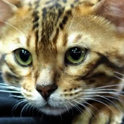 O Rei Leão: 8 nomes de gatos inspirados no filme