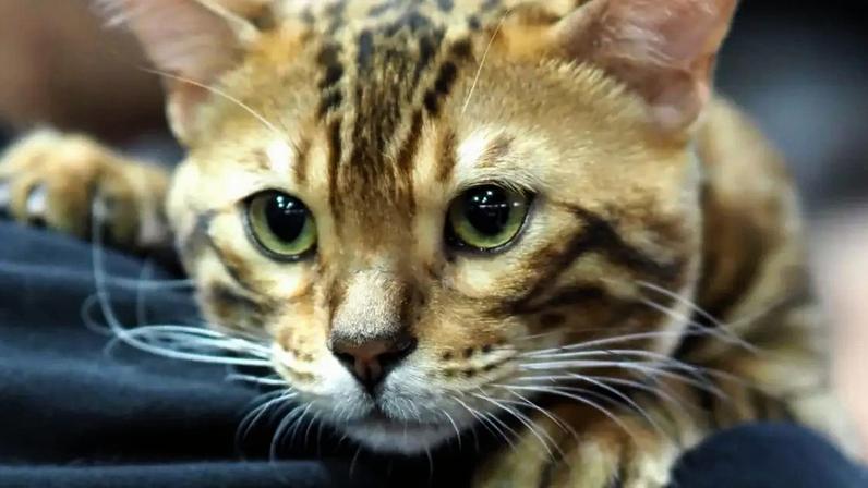Personagens marcantes, carismáticos e cheios de personalidade de “O Rei Leão” inspiram nomes para felinos
