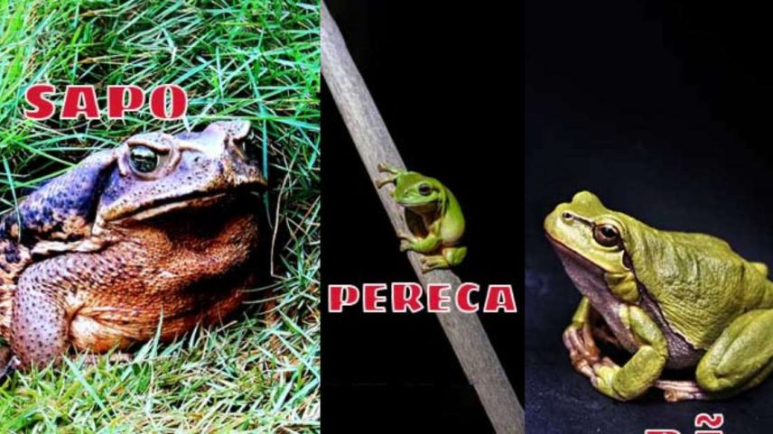 Sapo, perereca e rã costumam ser confundidos, mas não são exatamente iguais. Embora pertençam à ordem Anura, termo grego que significa “sem cauda”, esses anfíbios apresentam diferenças na aparência, no comportamento e até no habitat.