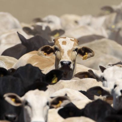 Brasil pode perder quase US$ 2 bi em exportações de carne para a Europa