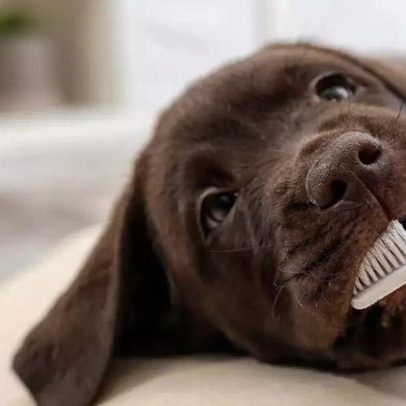 Cuidados com a saúde do pet: escovação dental para cães